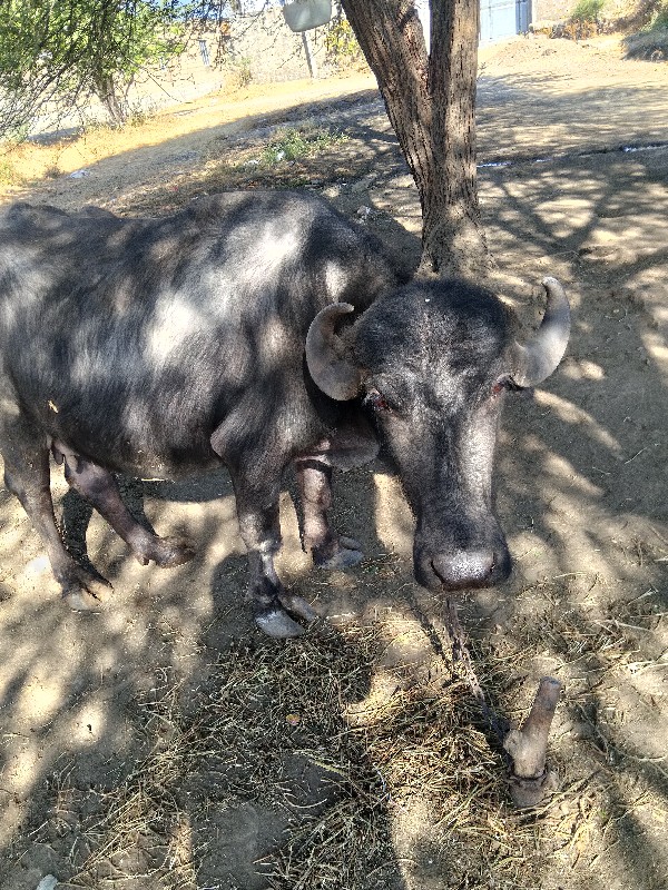 ભેશ વેસવાની સે