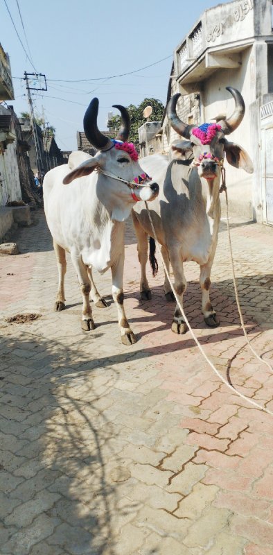 બડદ વેચવા ના છે...