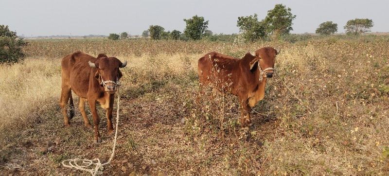 વેચવાના છે