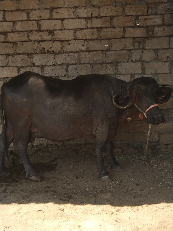 ભેંસ વેચવાની છે