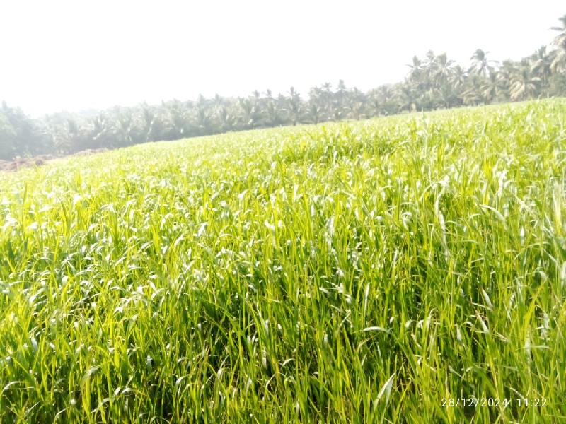 લીલી જુવાર વેચવ...