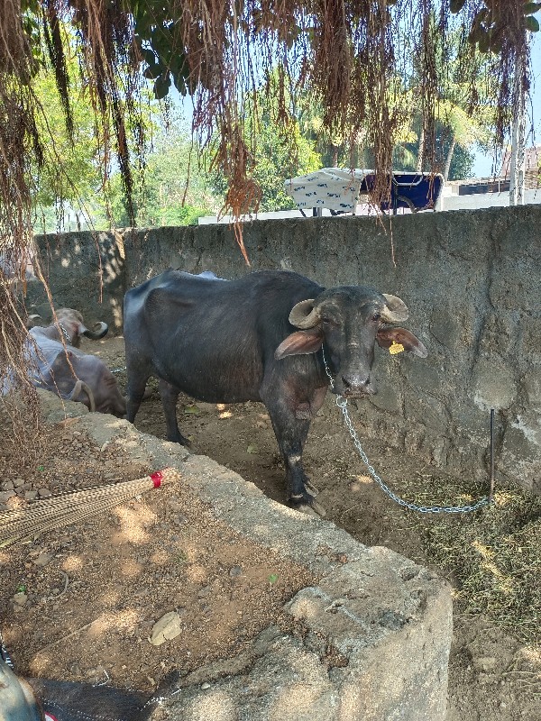 બાલુ ભાઈ કેશોદ