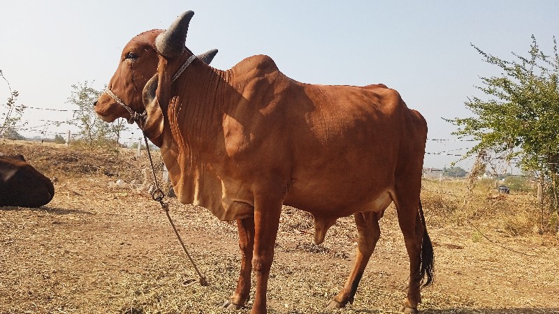 ગાય. વેસવાની છે