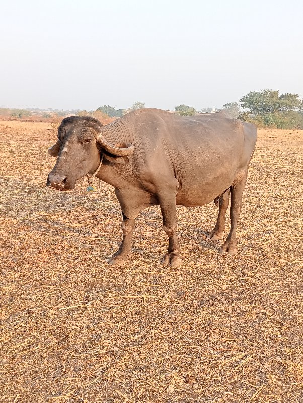 ભેંસ વેચવાની છે