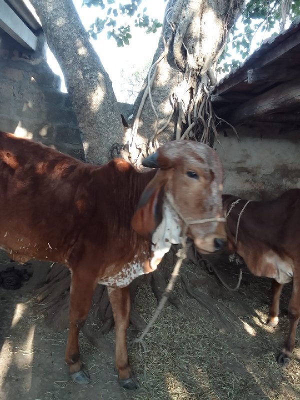 ગાય આપવાની છે