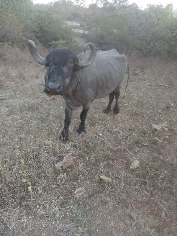 બેય ભેહુ વેસવા...