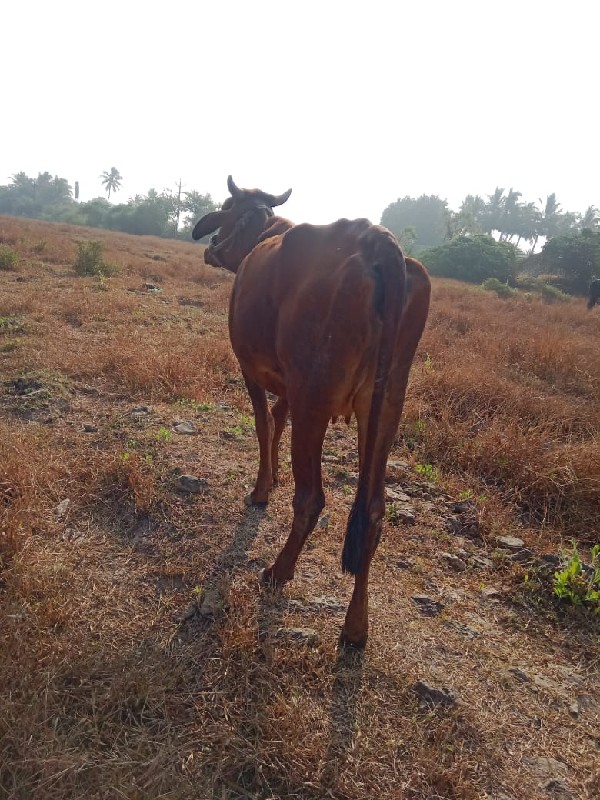 જર્સી ગાય વેચવા...