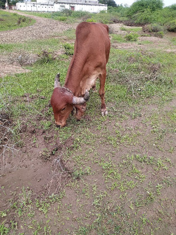 ગાય વેચવાની છે