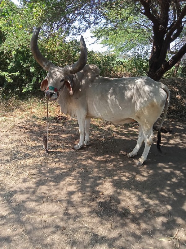 ગોઢલો વેશવાનોછે