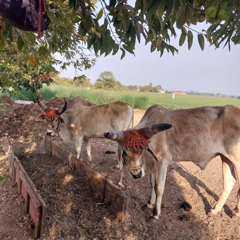 ગોઢલા