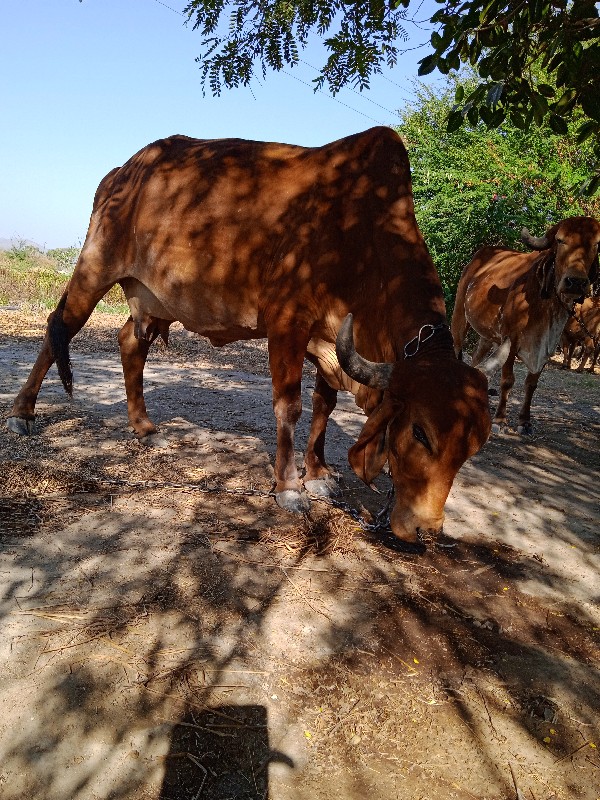 ગાય વેતત્તર 2