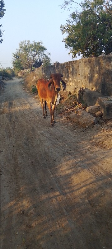 હોડકી વેચવાની છ...