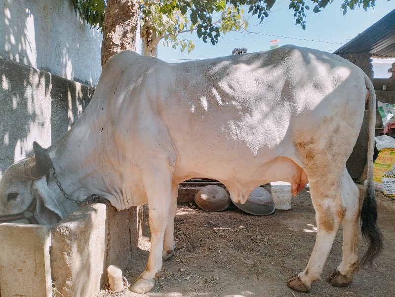 દેસી ગાય