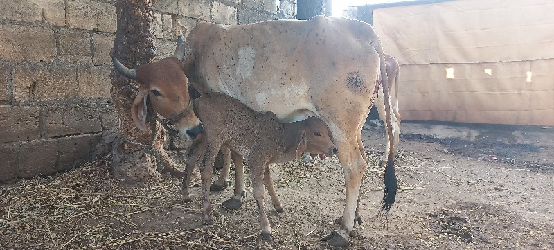 ગાય વેચવાની છે