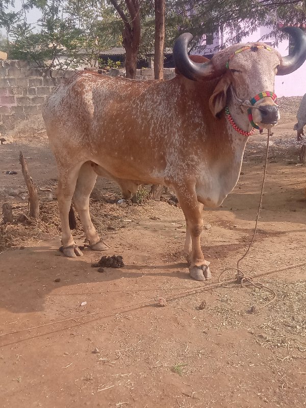 Kalyanpur Taluk...