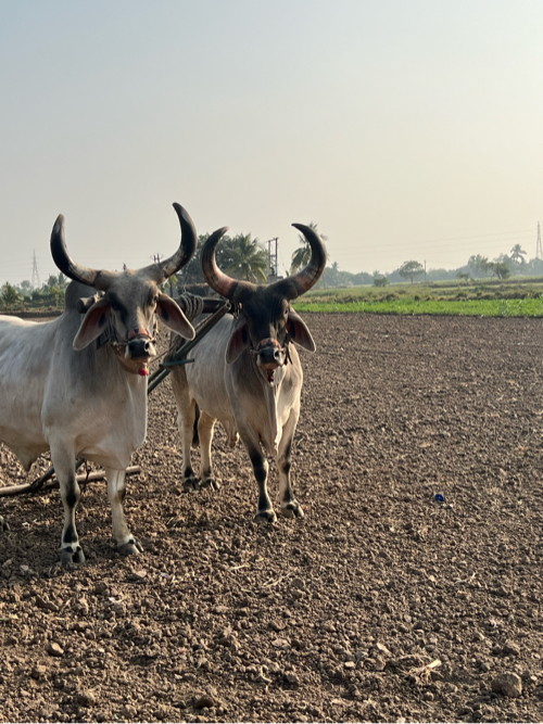 બળદ વેચવાના છે