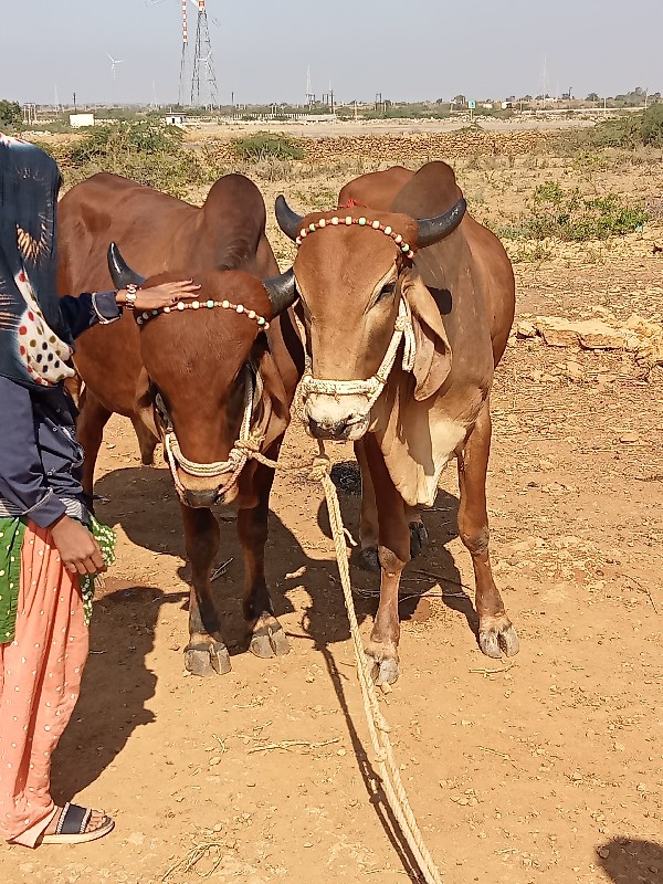 ગોધલાવેચવાનાચ