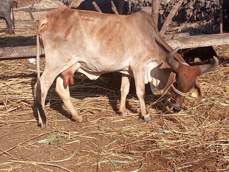 બે ગાયું વેચવાન...