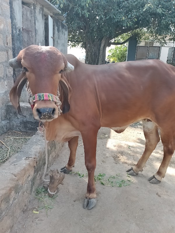 હોડકિ વેચવાની છ...