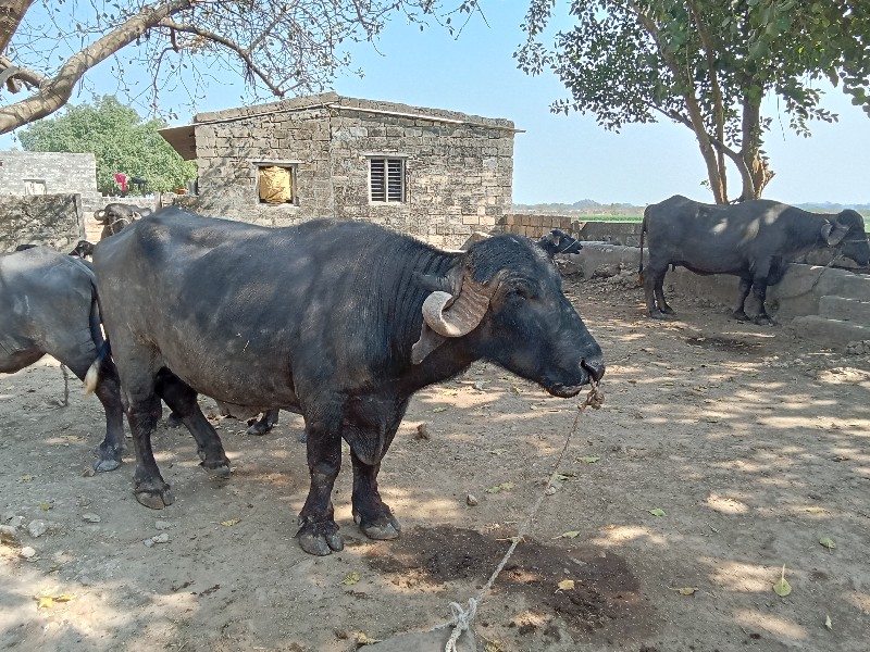 પાડો વેસવાનો છે