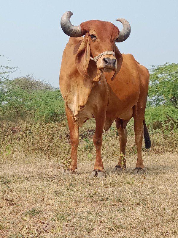 ગાય