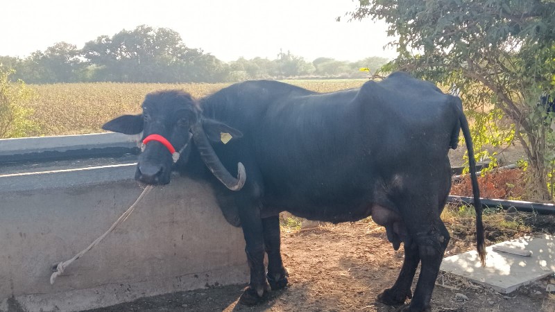 ભૈસ વેચવાની છે