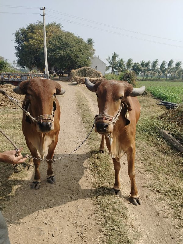 ગોઢલા વેચવાના છ...