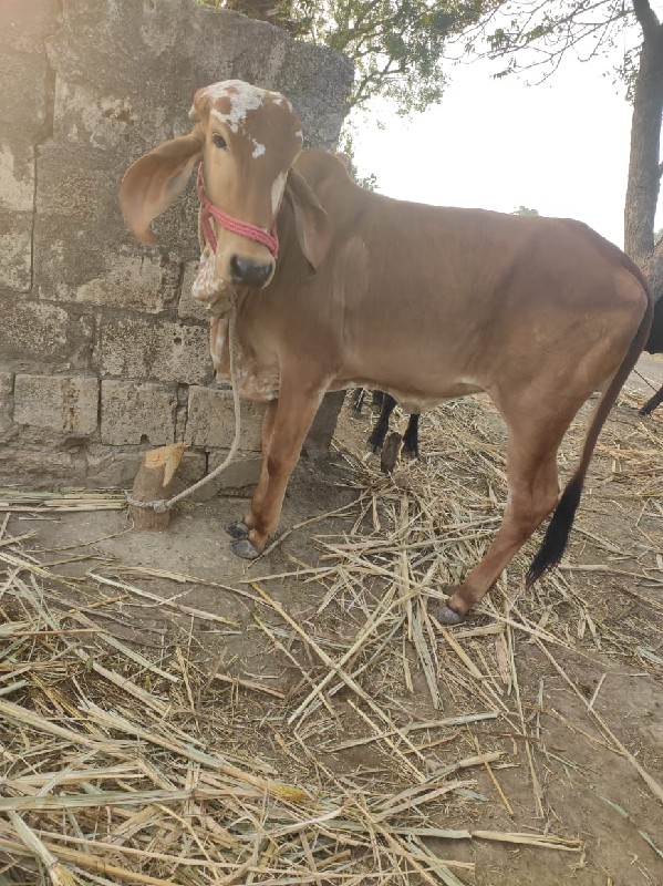 ગીર વાસડી. વેસવ...