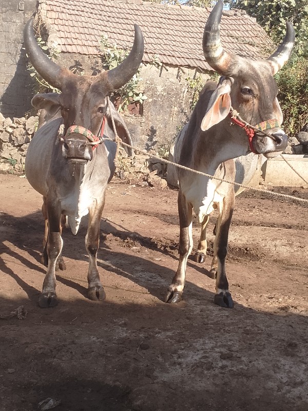 ગોઢલા વેચવા નાછ...