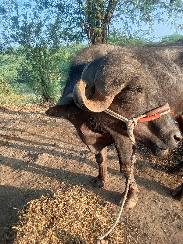 ખડેલું