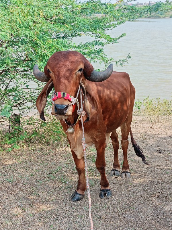 એક વાવણી વાવેલ...