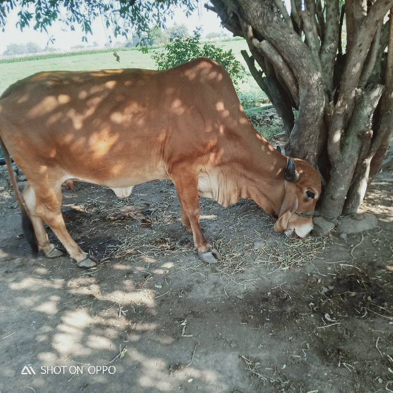 ગાય 🐮