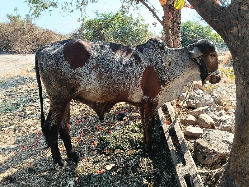 ગોઢલો