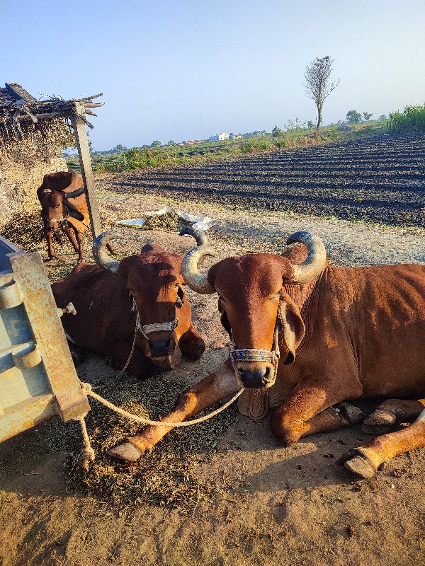 વાઢેર  વિજાણંદ...