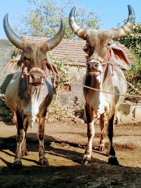 બળદ વેચવાના છે