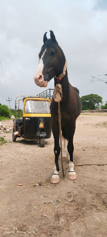 ઘોડો