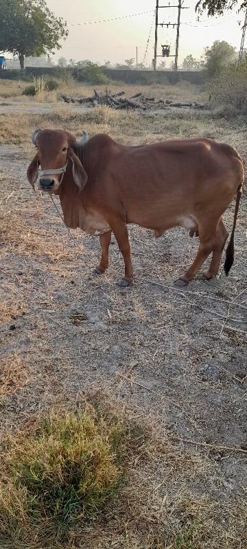 વેચવાની