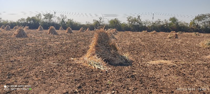 સૂકો નીરાવ શેમર...