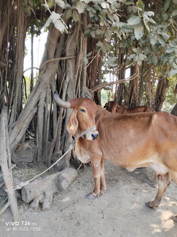 ગીર ગાય વેચવાની...