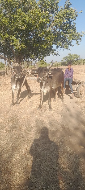 ગોઢલા વેચવાના છ...