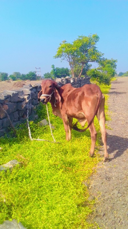 અણીયારી ગામ