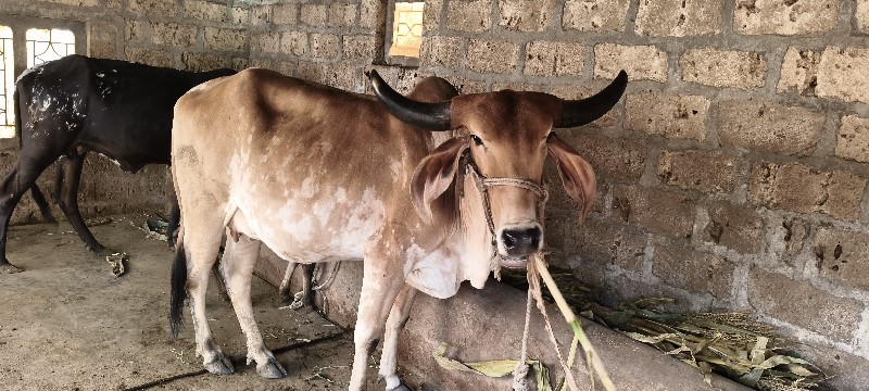 गाय वेसवानी से