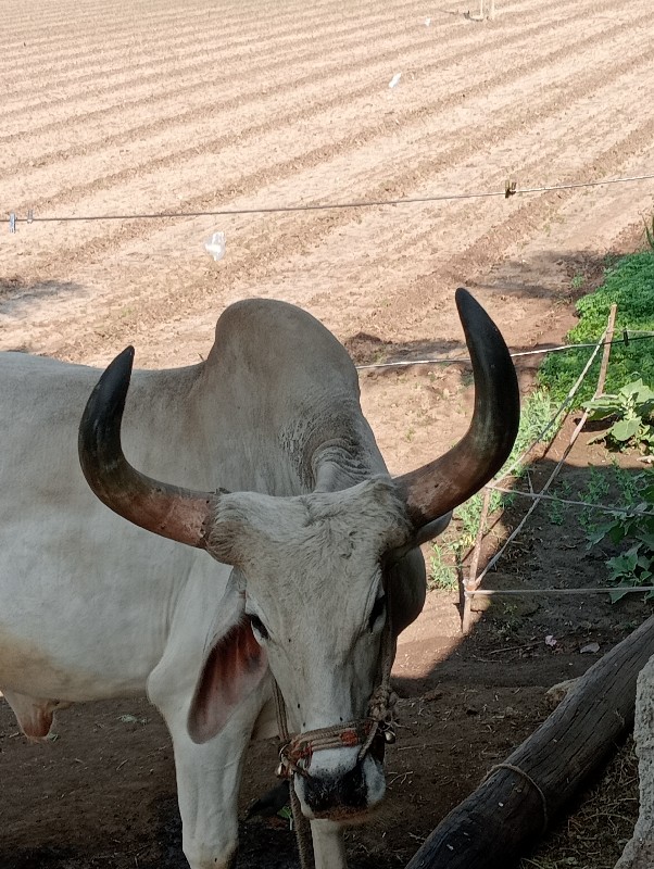 વેચવાના છે