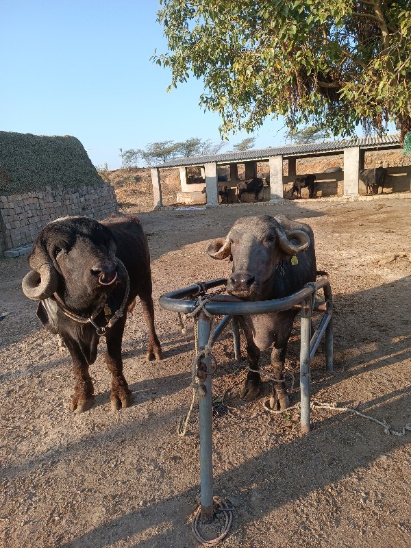 તન પાડા વેસવા ન...