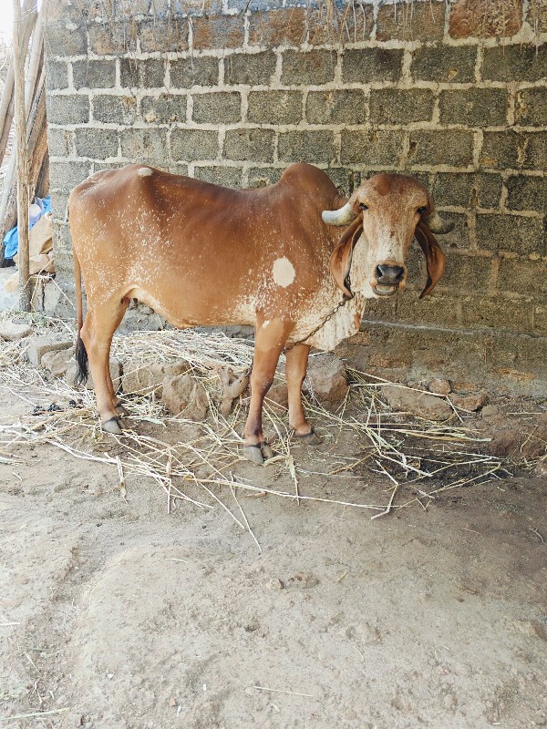 ગીર હોડકી વેચવા...