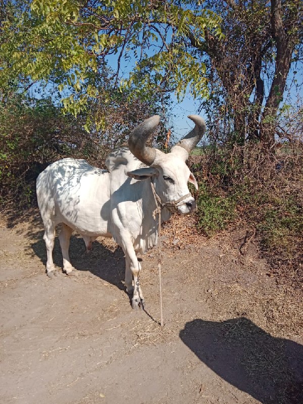 જિલ્લો દેવભૂમિ...