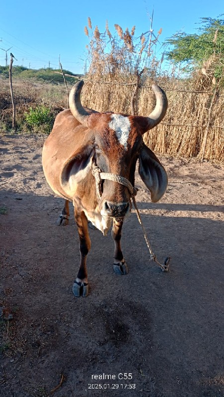 ગાય વેચવાની છે