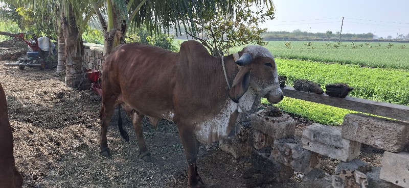 ગાય