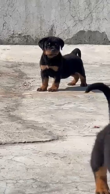 Rottweiler male