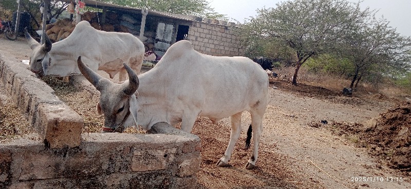 વેચવાના  છે